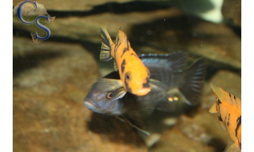 Metriaclima estherae OB